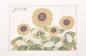 Preview: Chinesische Gongbi-Malerei: Sonnenblumen 54x83cm